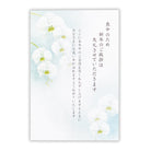 喪中はがき 胡蝶蘭Ⅱ【喪中通知・年賀欠礼状】